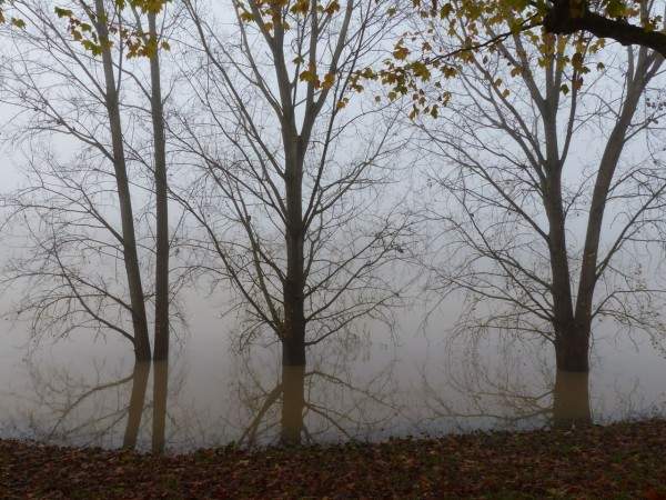 tournus-automne-arbre